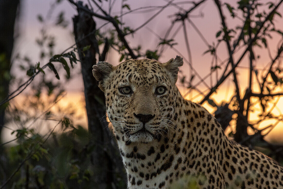 A leopard, Panthera pardus, sitting, with a sunset background. _x000B_