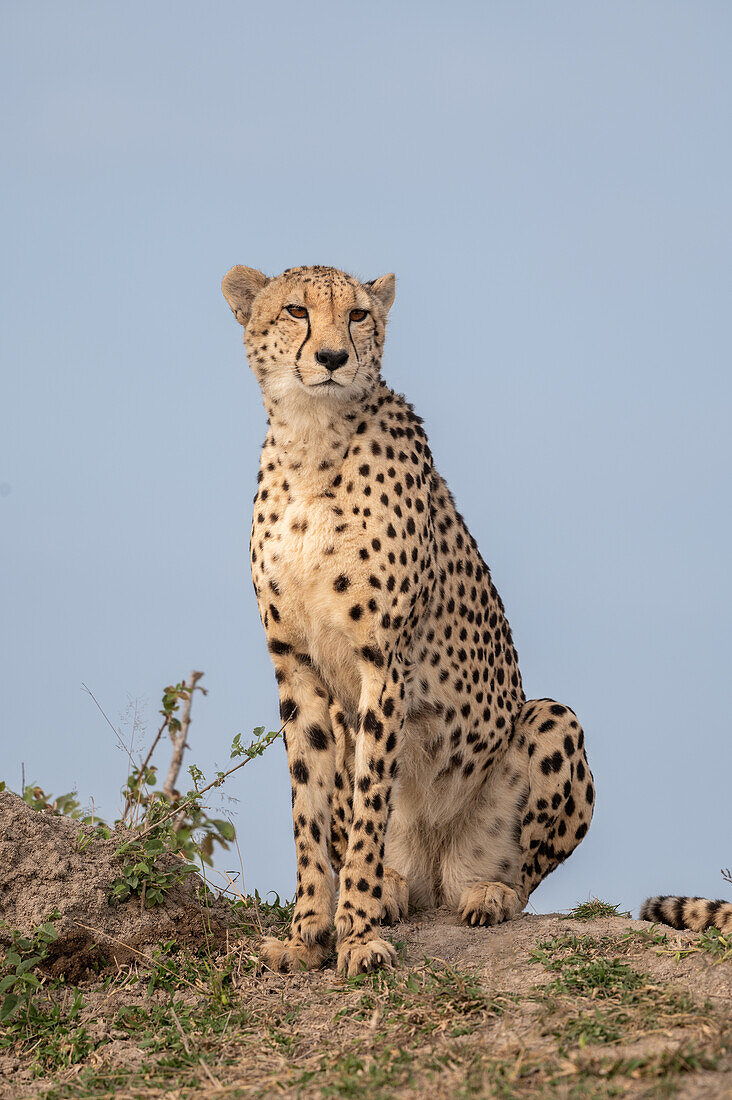 Acinonyx jubatus, ein junger Gepard, sitzend auf einem Hügel.