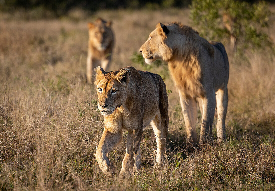 Three lions, Panthera leo, walk through grass together. _x000B_