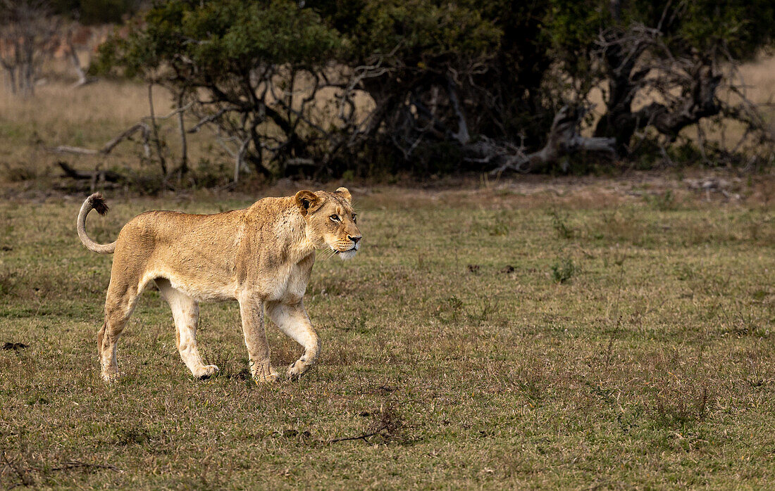 A female lion, Panthera leo, walking across grass. _x000B_