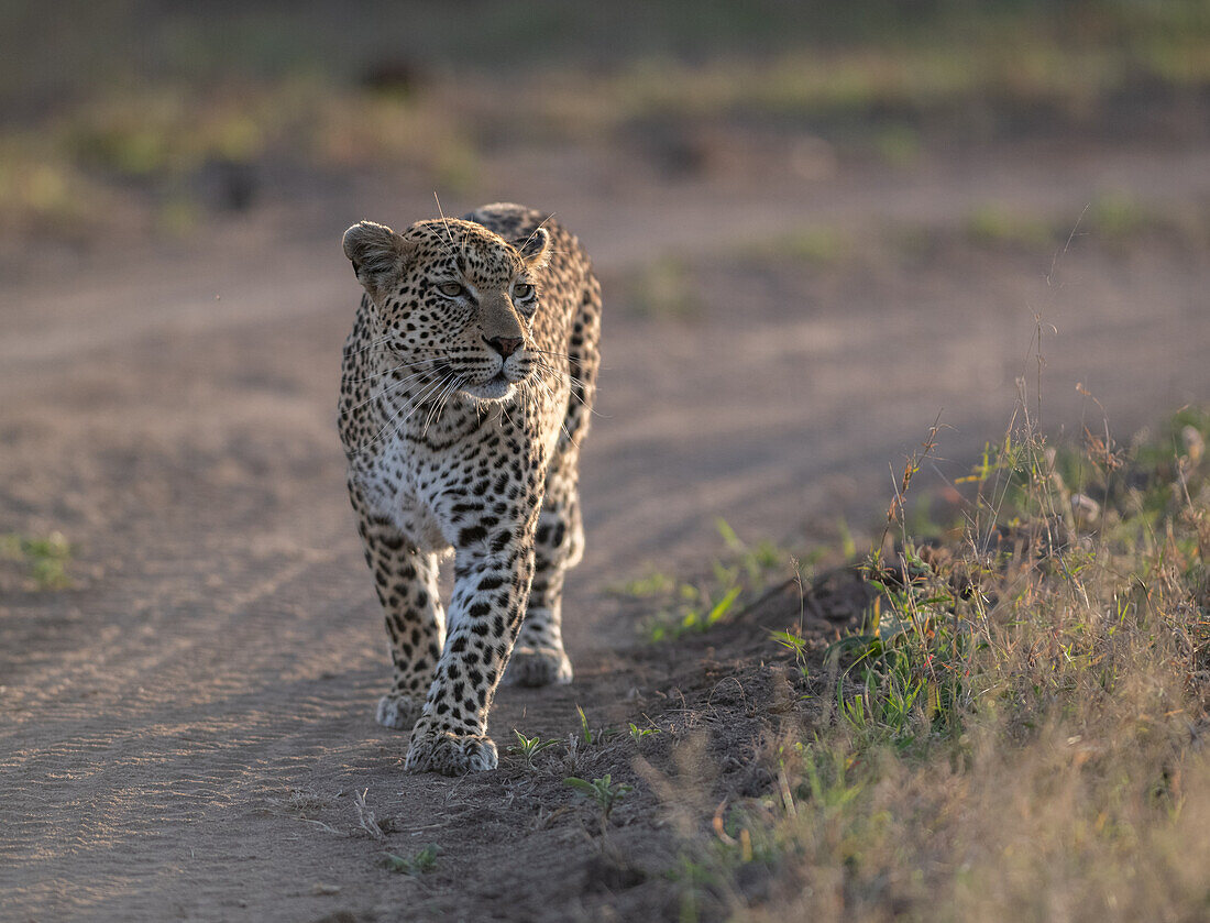 Ein Leopard, Panthera Pardus, läuft einen Feldweg entlang. 
