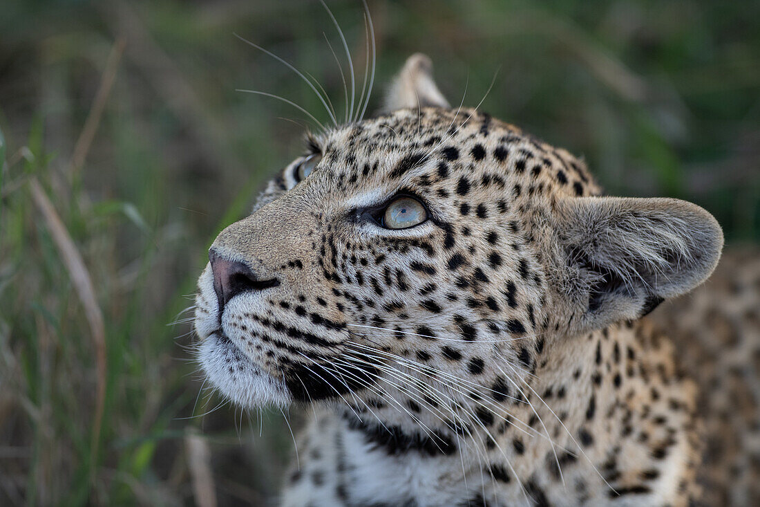 A close-up portrait of a young female leopard, Panthera Pardu, face. _x000B_