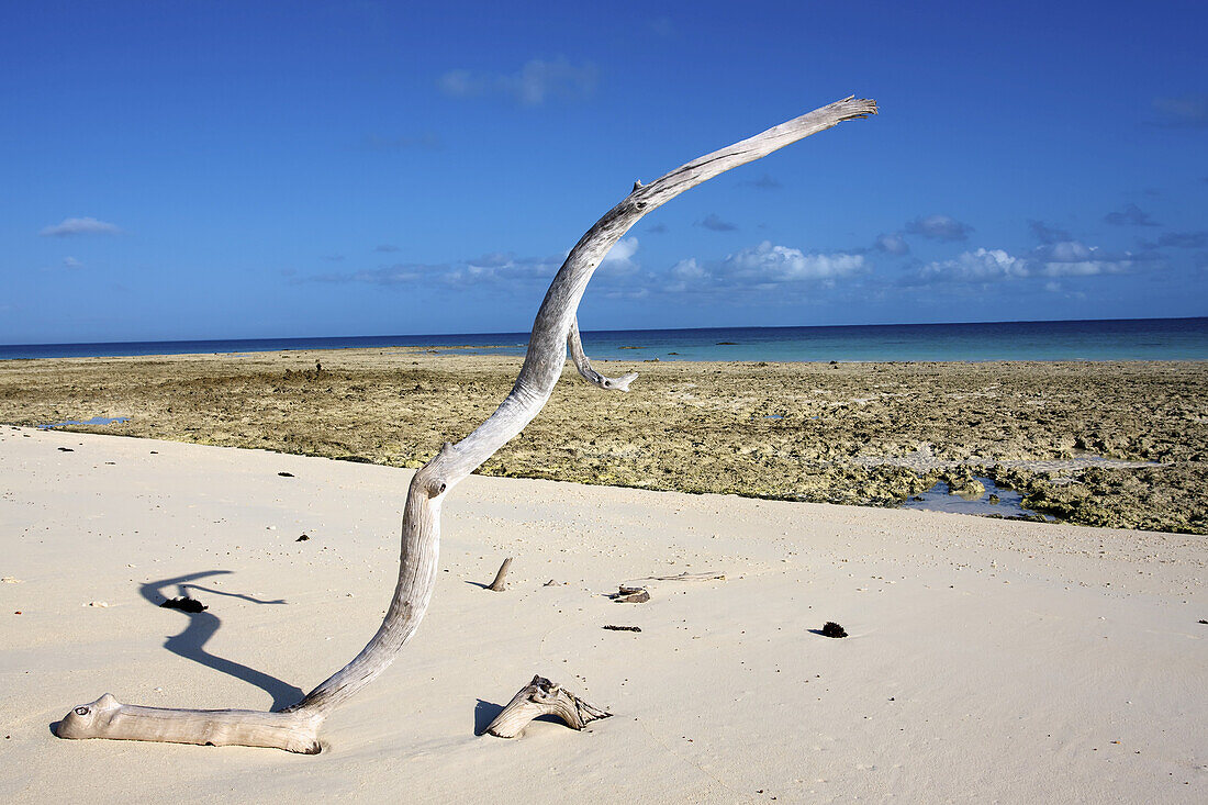 Einzigartig geformtes Treibholz auf weißem Sand an der Küste; Vamizi Island, Mosambik