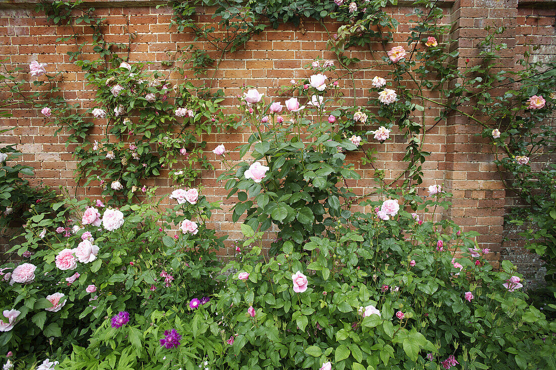 Backsteinmauer mit blühenden Rosenpflanzen; Hampshire, England