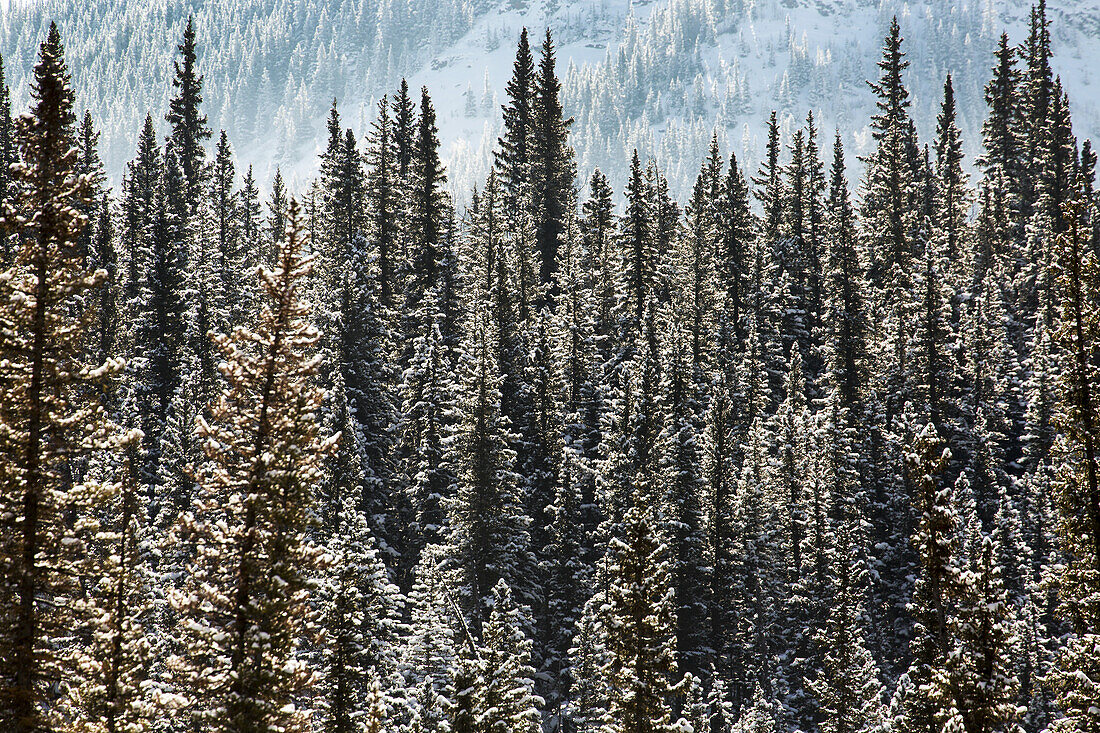 Schneebedeckte immergrüne Bäume, die von der Sonne angestrahlt werden, mit einem Berghang im Hintergrund, Alberta, Kanada