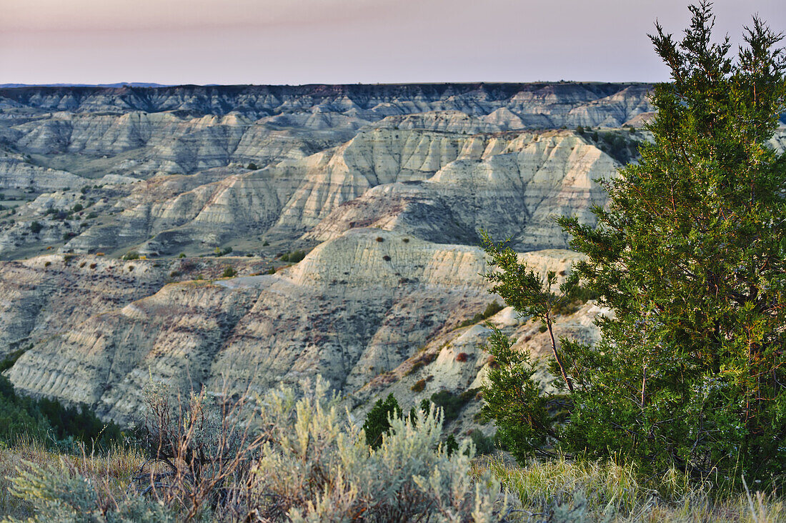 Rocky Mountain Juniper (Juniperus Scopulorum) In The Little Missouri Grasslands; North Dakota, United States Of America