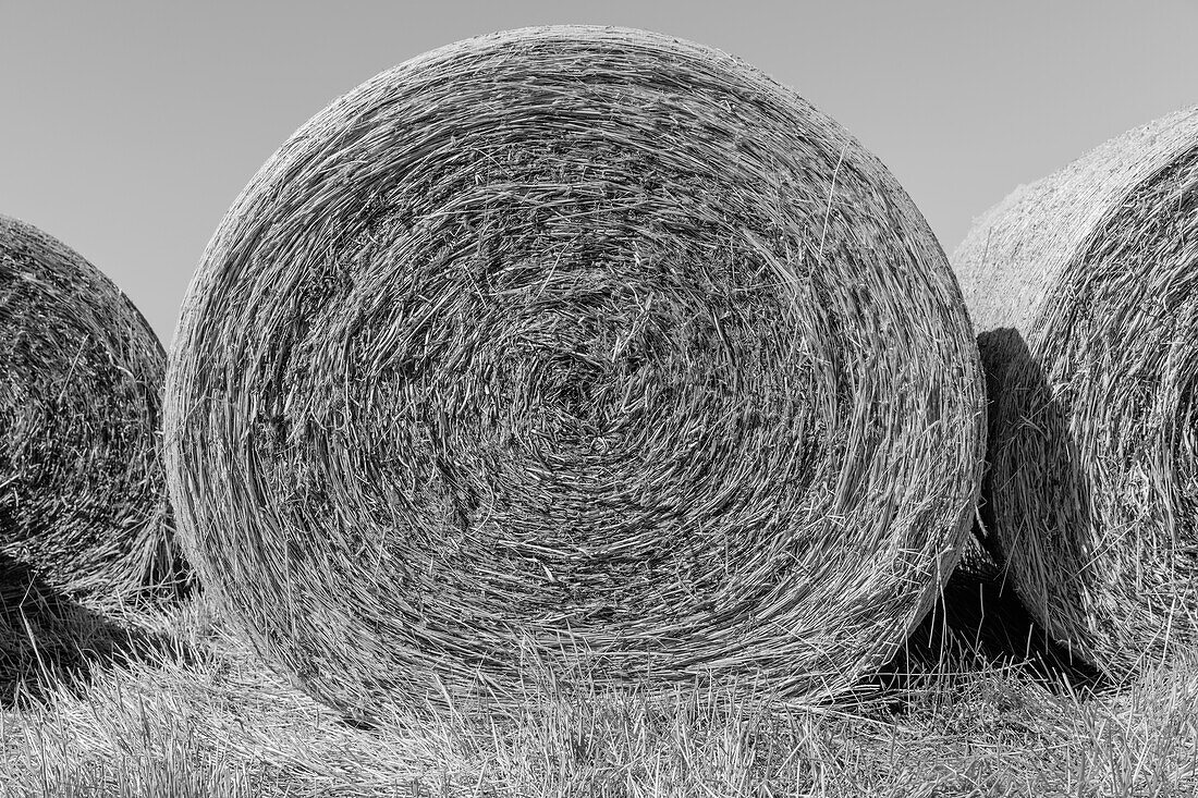 Stacked wrapped round hay bales in a field after harvest. 