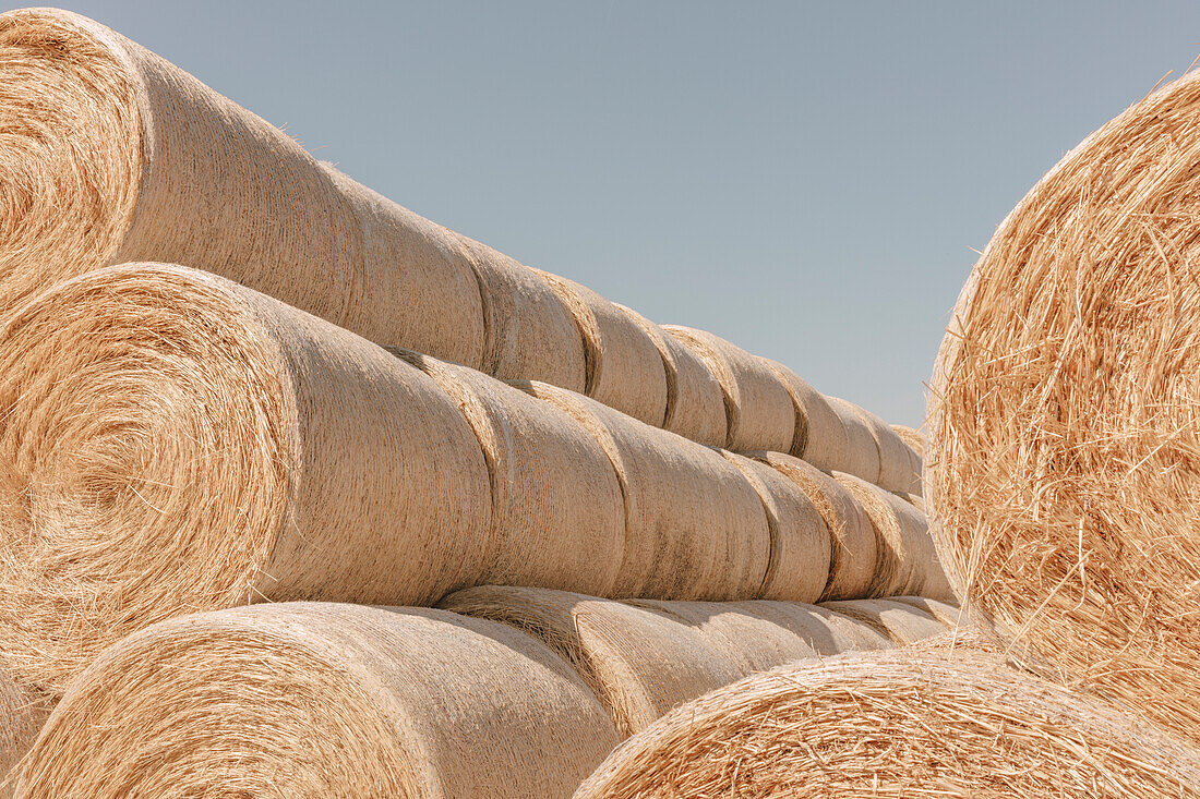 Stacked wrapped round hay bales in a field after harvest. 