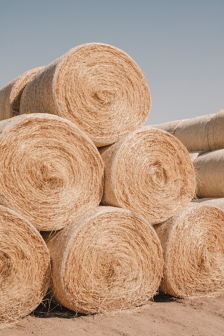 Stacked wrapped round hay bales in a field after harvest. 