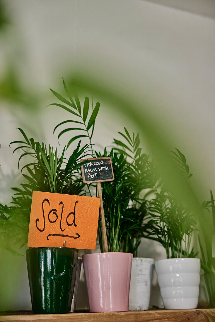 Pot plants for sale in plant shop, one showing a Sold sign