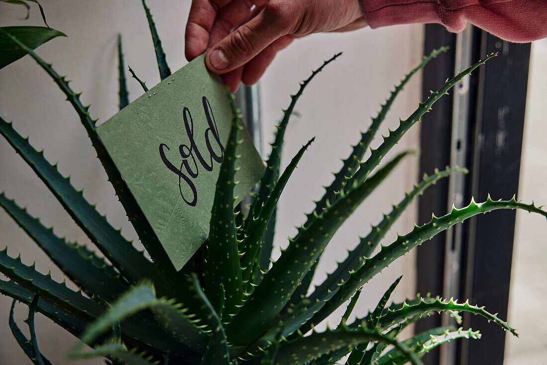 Schild "Verkauft" wird an einer Pflanze in einem Blumenladen angebracht