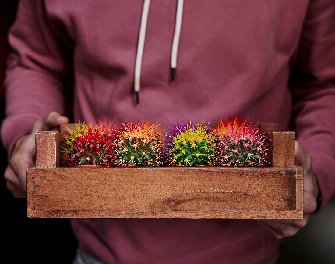 Close up of man holding tray of colourful cacti