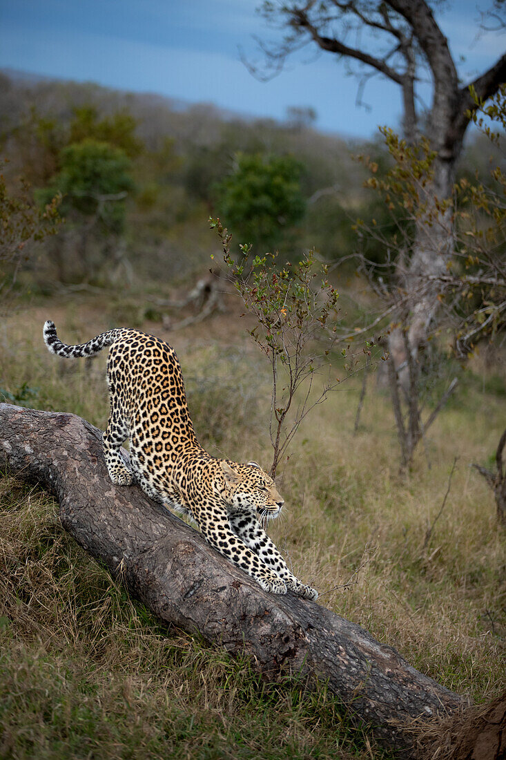 A leopard, Panthera Pardus, stretches on a tree trunk. _x000B_