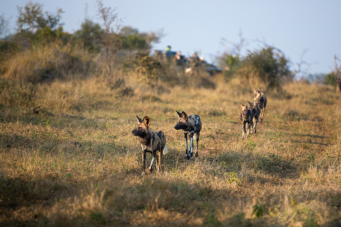A pack of wild dogs, Lycaon pictus, run together through the grass. _x000B_