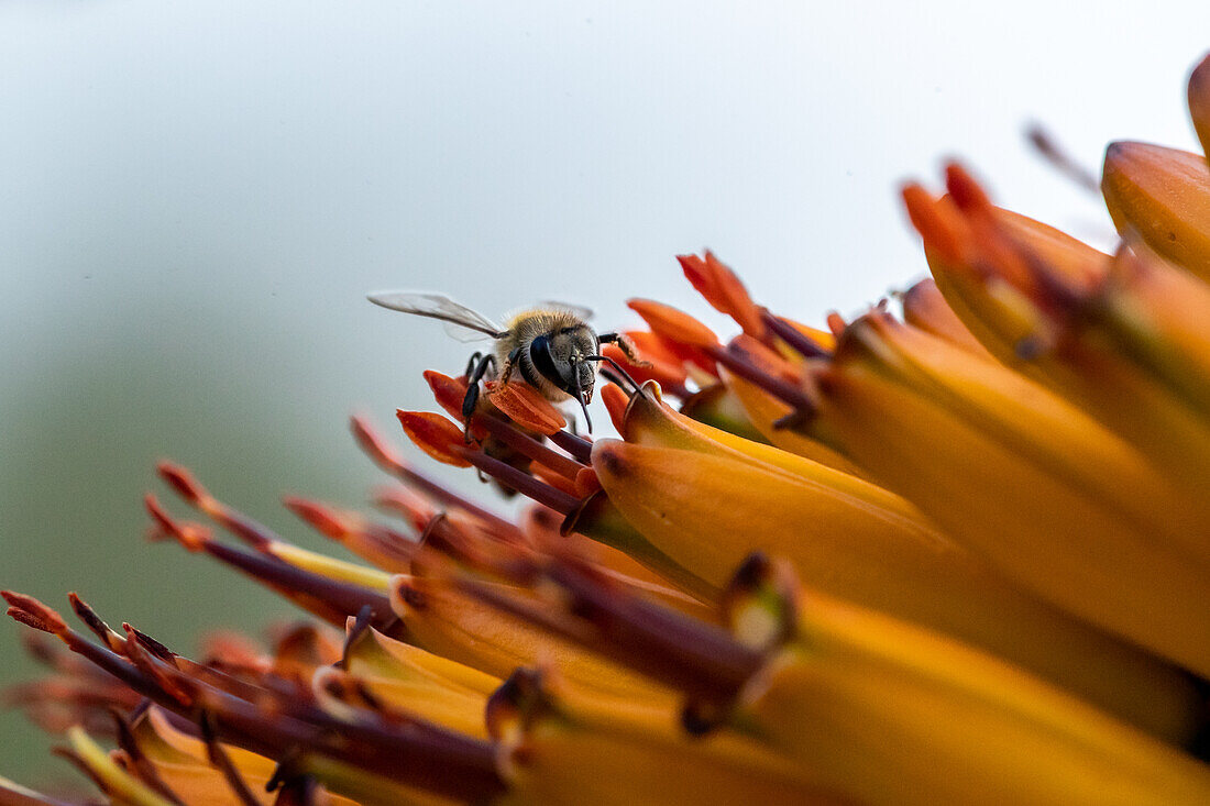  A hover fly, Syrphidae, sources nectar from an aloe flower, Aloe maculata. 