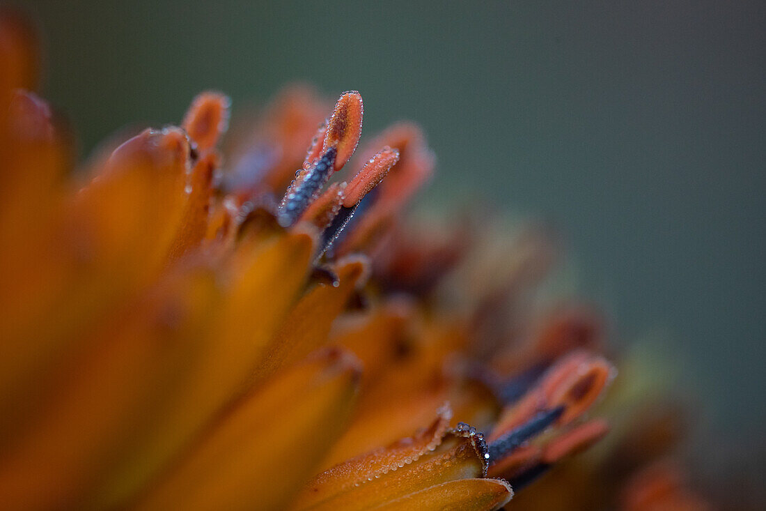 Tautropfen auf einer Aloe-Pflanze, Aloe maculata, der Rand eines gelben Blattes und Feuchtigkeitstropfen auf den Staubgefäßen. 