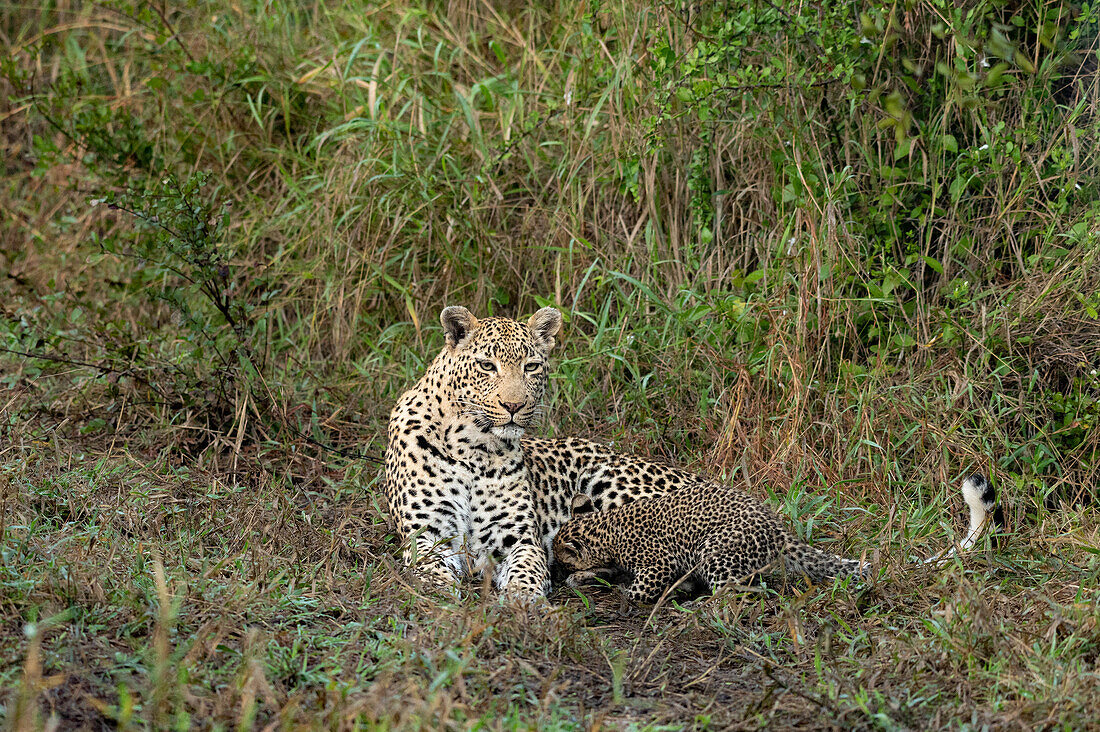 A leopard and her cub, Panthera Pardus, lie together in the grass, the cub nuzzling and suckling._x000B_