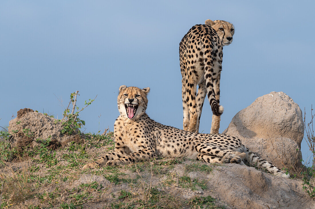 Zwei Geparden auf einem Erdhügel, Acinonyx jubatus.