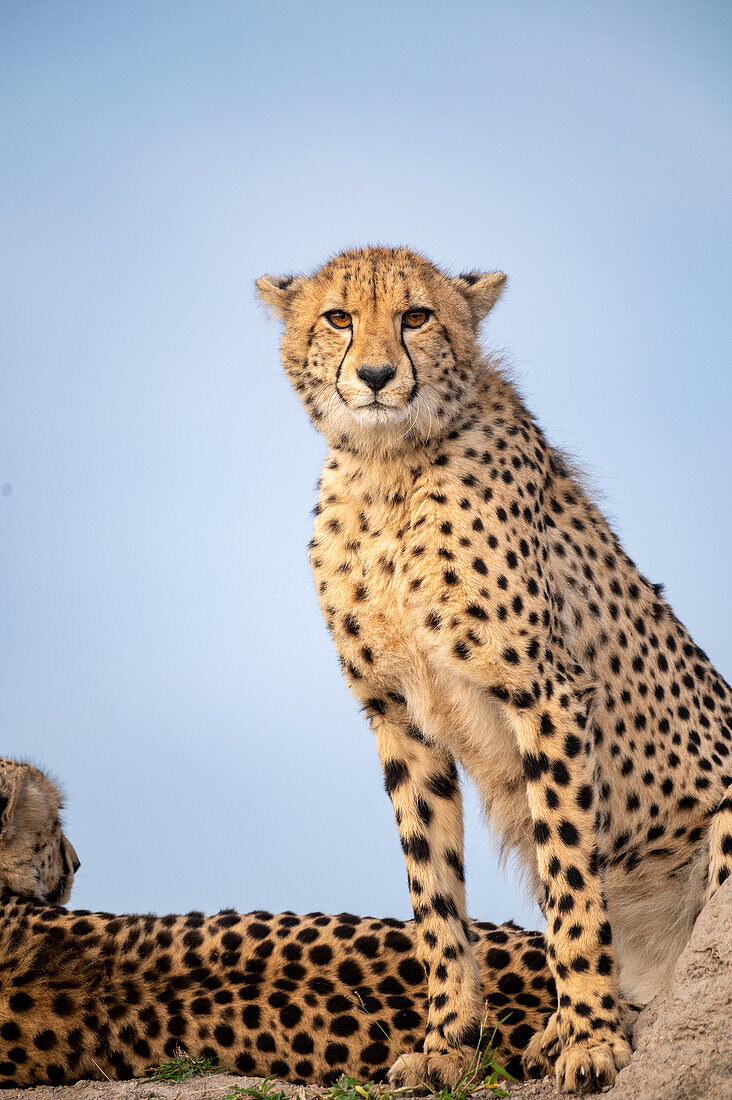 Ein Gepard, der auf einem Hügel sitzt, Acinonyx jubatus, direkter Blick. 