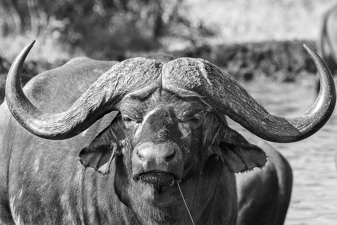 Porträt eines Büffels, Syncerus caffer, in Schwarz und Weiß.