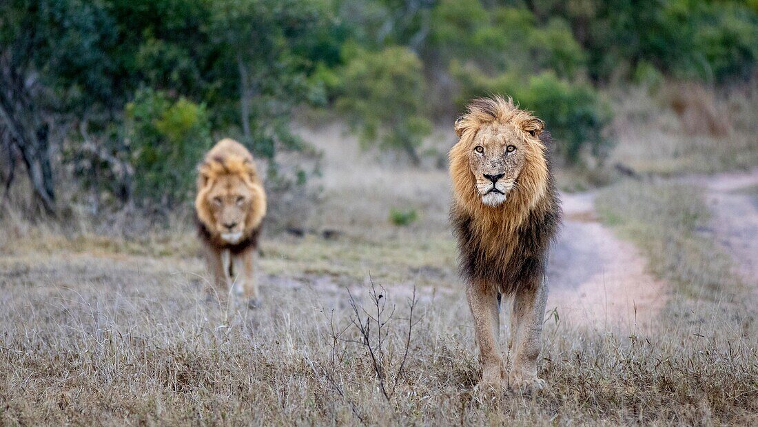 Zwei männliche Löwen, Panthera leo, gehen zusammen. 