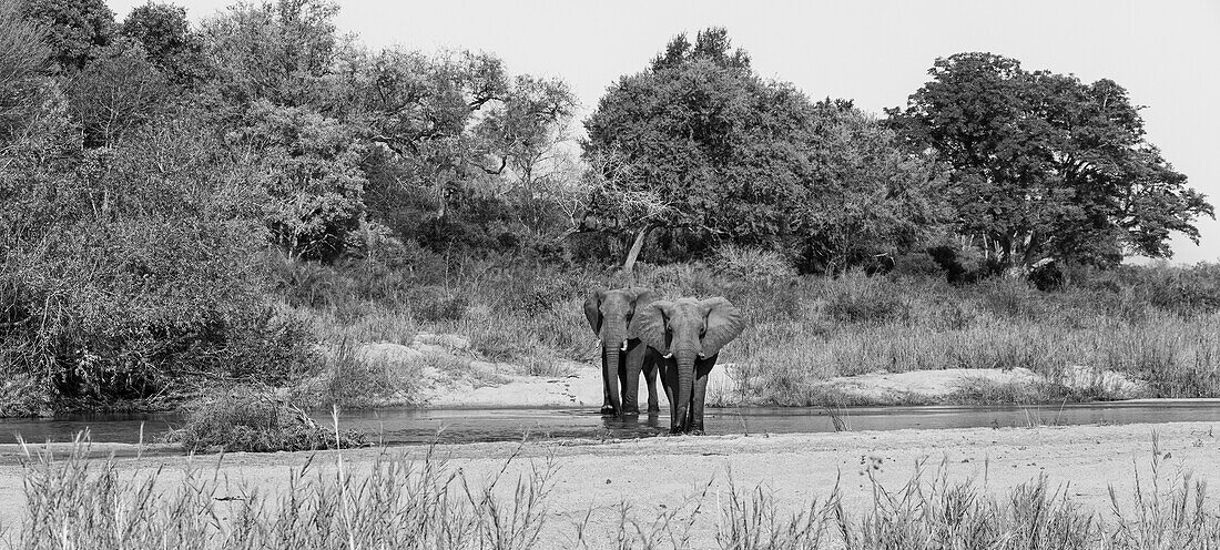 Zwei Elefantenbullen, Loxodonta Africana, gehen gemeinsam durch einen Fluss. 