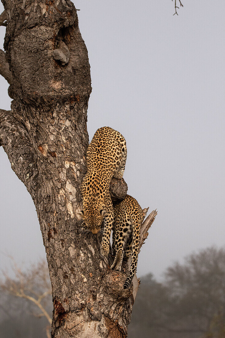 Two young female leopards, Panthera pardus, climb a tree. _x000B_