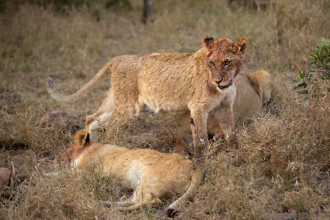 Lion cubs, Panthera leo, with their faces covered in blood after eating. _x000B_