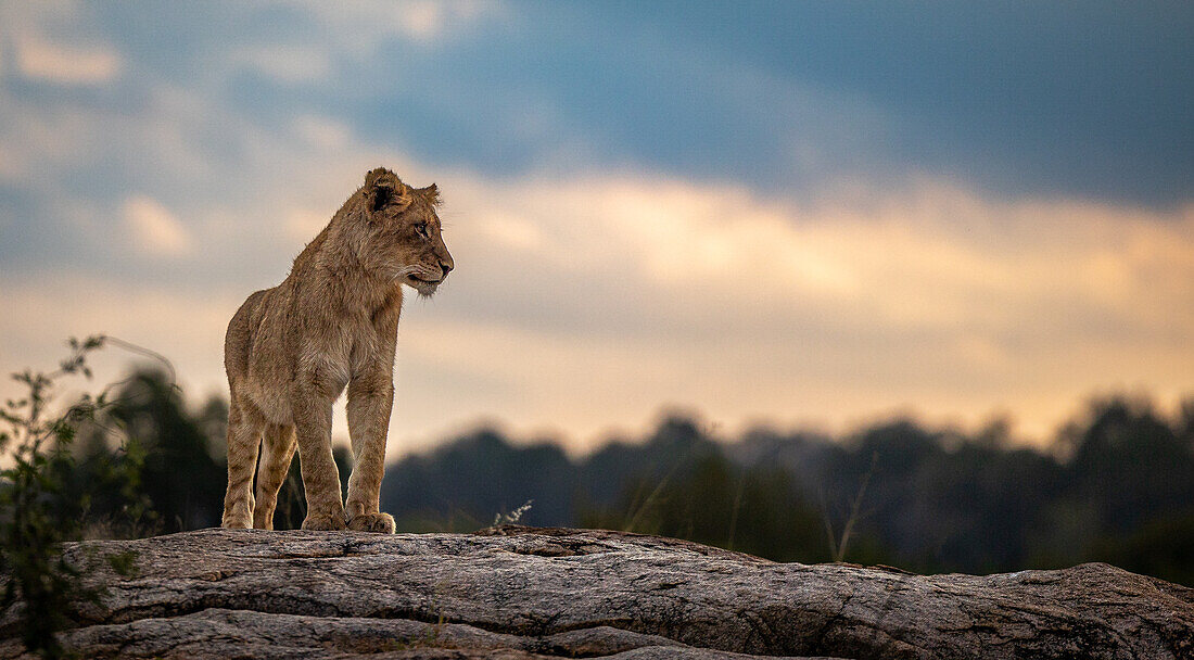 A lion cub, Panthera leo, stands on top of a rock and looks to the right. _x000B_