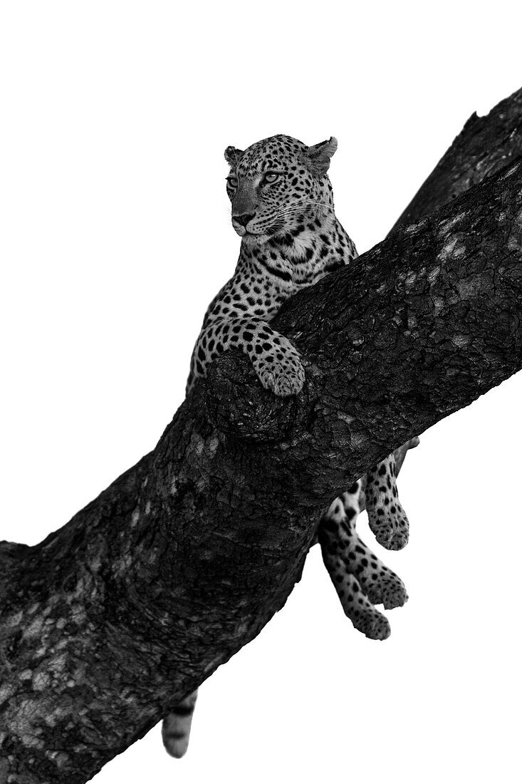 A leopard, Panthera pardus, lies down in the fork of a tree and gazes out in to the distance._x000B_