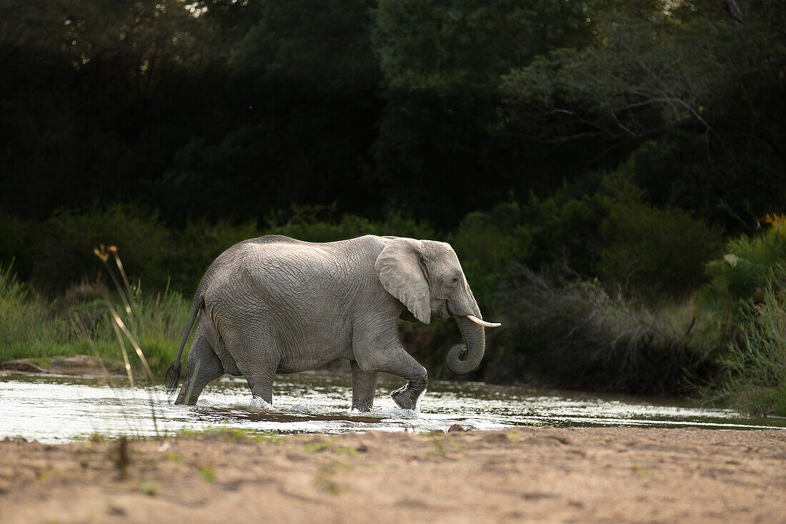 Ein einzelner Elefant, Loxodonta Africana, überquert einen Fluss