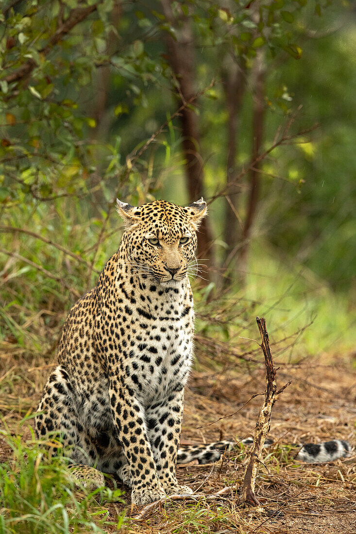 Ein Leopard, Panthera pardus, sitzt und schaut hinaus. 
