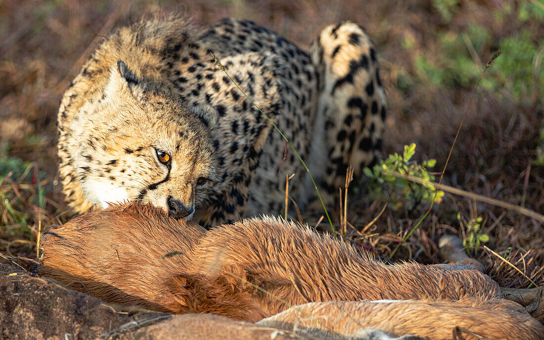 Ein Gepard, Acinonyx jubatus, beim Fressen einer Beute.
