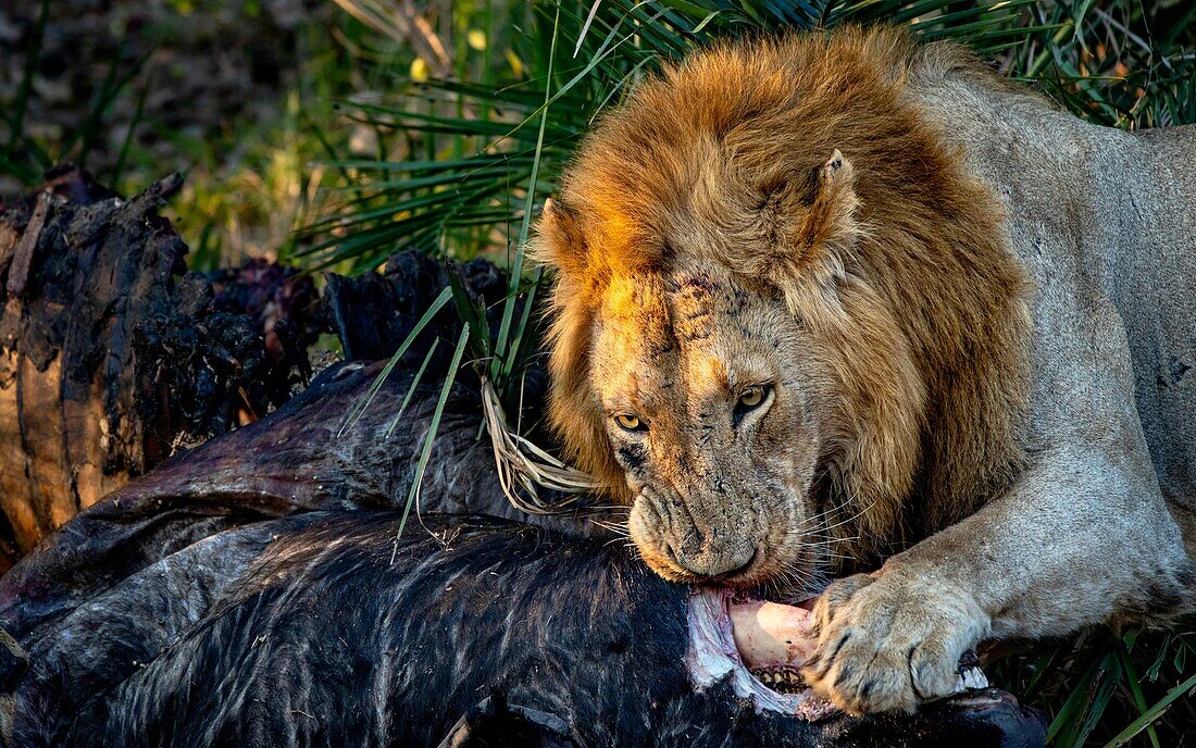 Männlicher Löwe, Panthera leo, beim Fressen einer Beute.