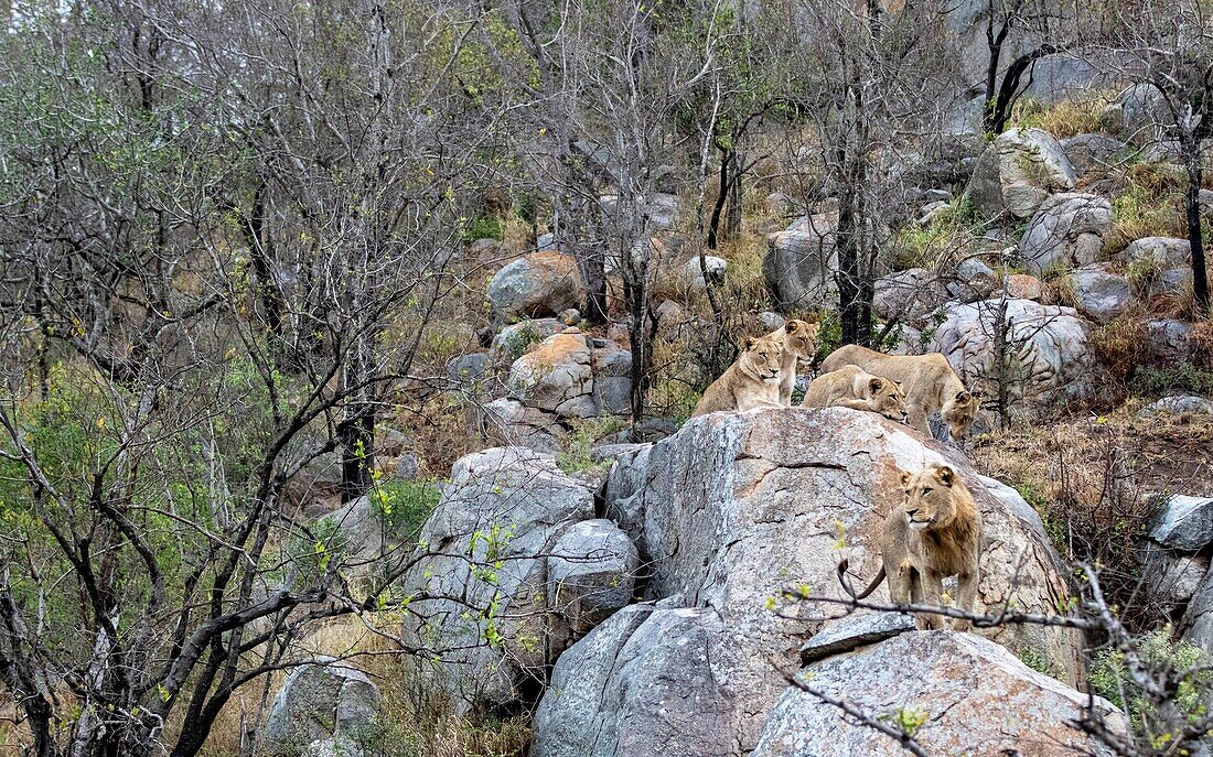 Ein Löwenrudel, Panthera leo, geht auf einem Felsen spazieren.