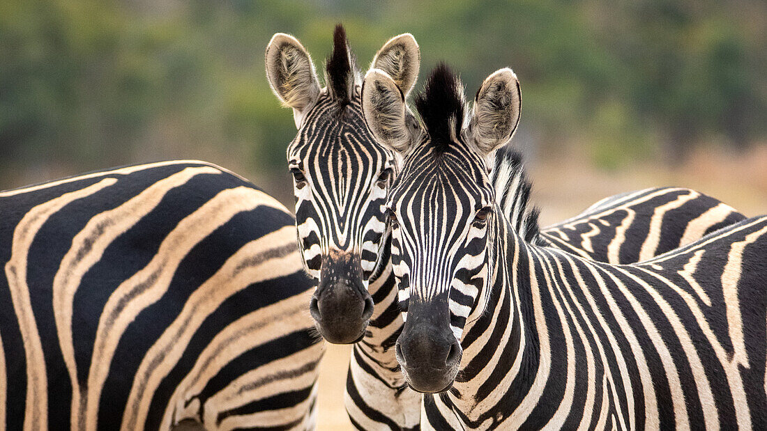 Zwei Zebras, Equus quagga, stehen beieinander und schauen sich direkt an. 