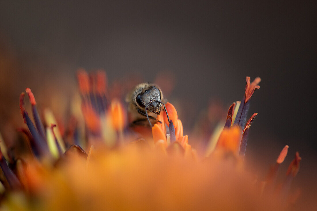 A bee, Anthophila, collecting pollen, close-up._x000B_