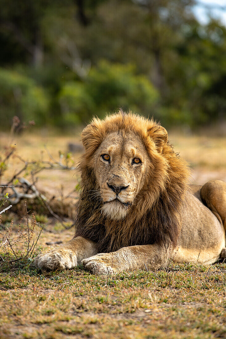 Ein männlicher Löwe, Panthera leo, legt sich ins Gras.