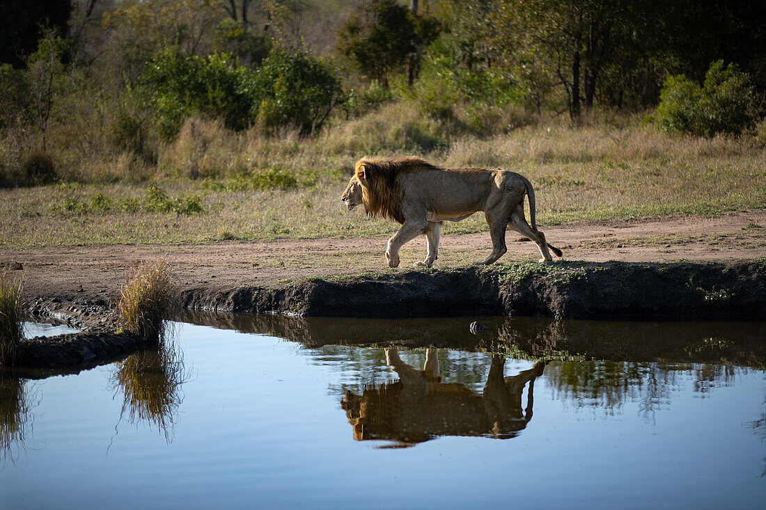 A male lion, Panthera leo, walking next to a dam, reflection in water. _x000B_