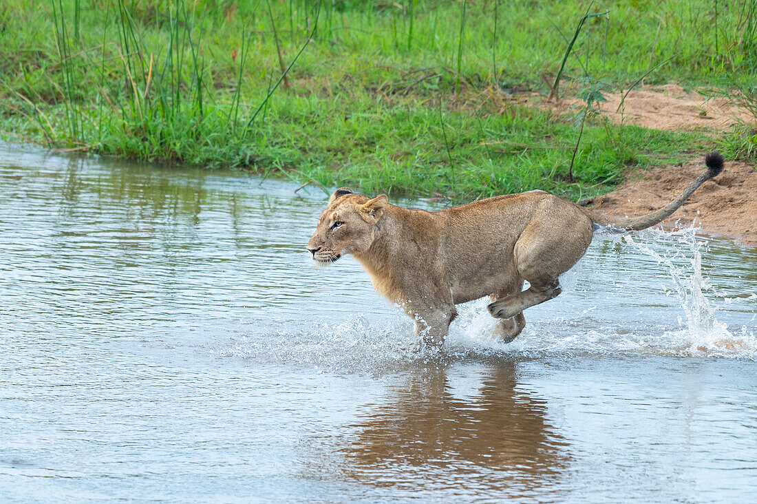 Eine Löwin, Panthera leo, läuft durch einen Fluss. 