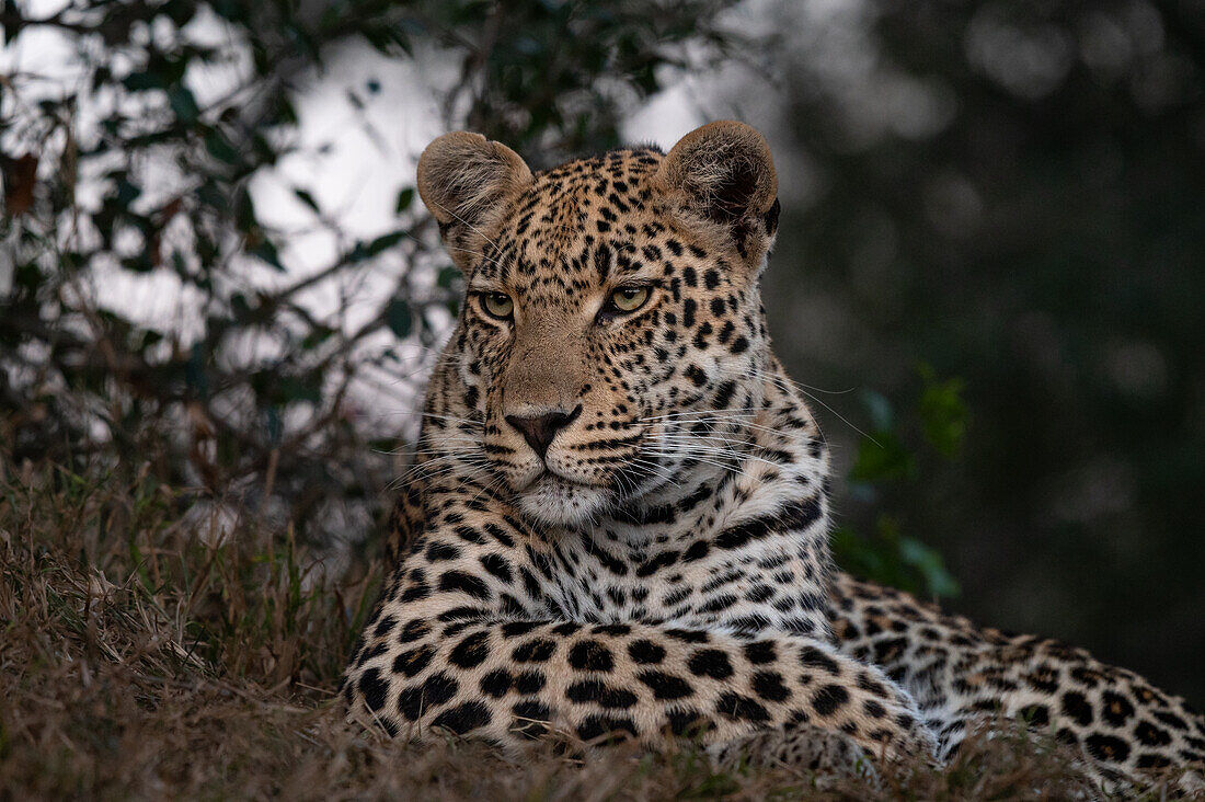 Ein junger männlicher Leopard, Panthera pardus, in Nahaufnahme. 