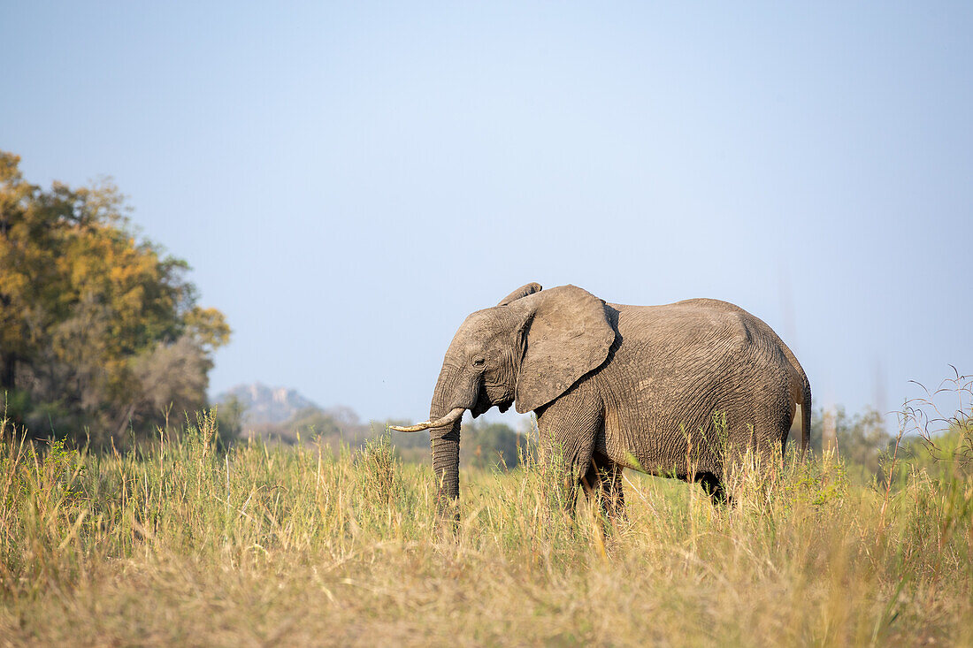 Ein Elefant, Loxodonta Africana, der durch langes Gras läuft, in Schwarz-Weiß. 