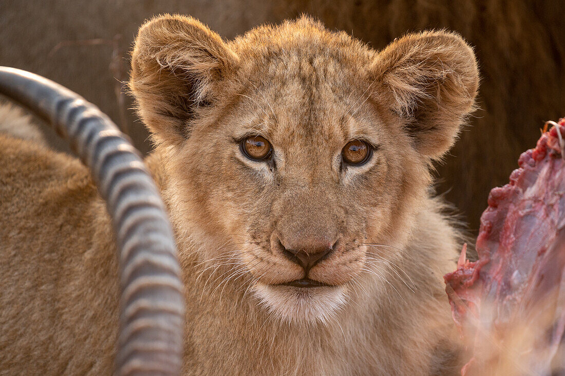 Ein Löwenjunges, Panthera leo, beim Fressen einer Beute, direkter Blick. 