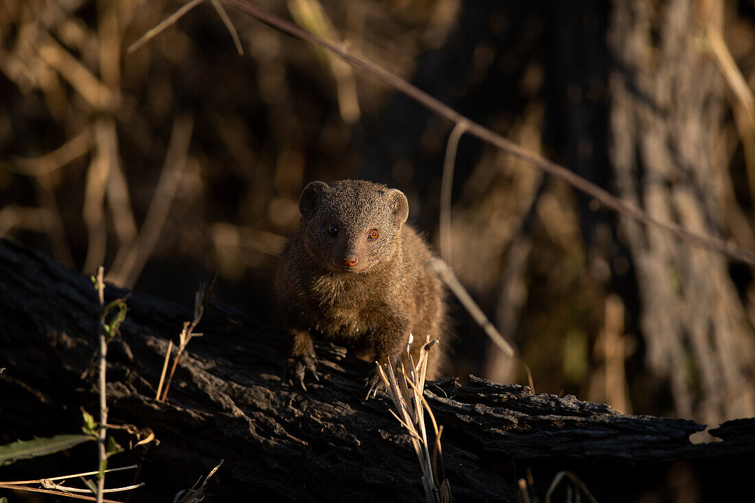 A Dwarf Mongoose, on a log, direct gaze. _x000B_