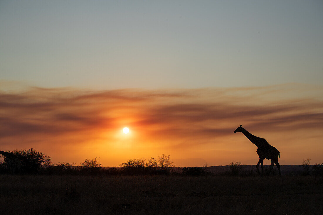 Silhouette einer Giraffe, Giraffa, Sonnenuntergangshintergrund. 