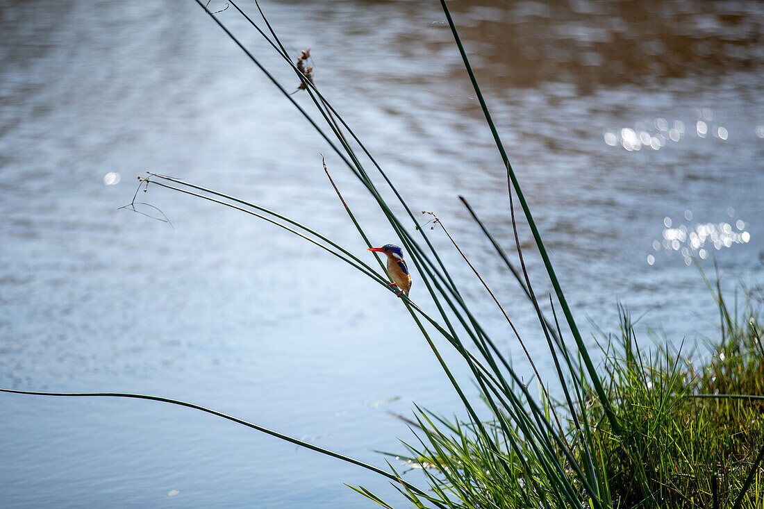 A Malachite Kingfisher, Corythornis cristatus, perched on a reed, next to a river. _x000B_