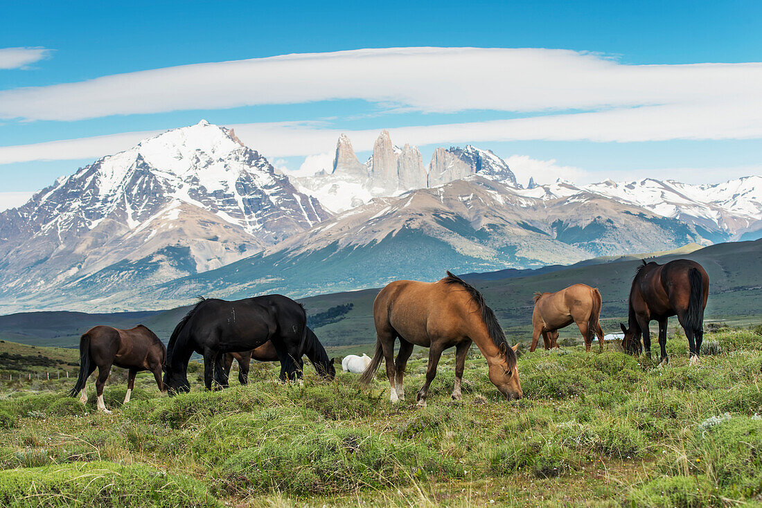 Pferde grasen auf einer Wiese, Torres Del Paine Nationalpark; Torres Del Paine, Magallanes und Antartica Chilena Region, Chile
