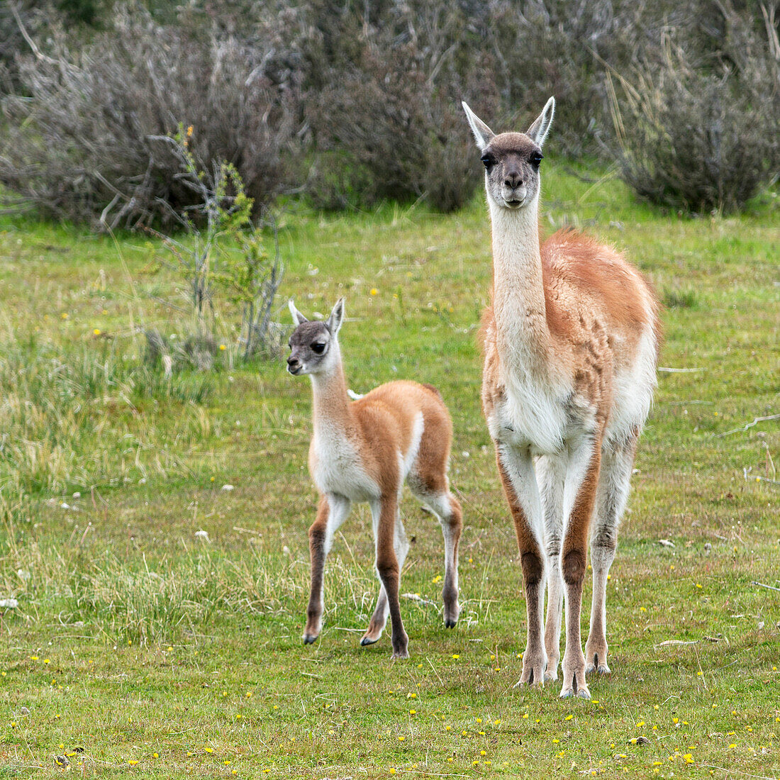 Guanaco (Lama Guanicoe), Torres Del Paine National Park; Torres Del Paine, Magallanes And Antartica Chilena Region, Chile