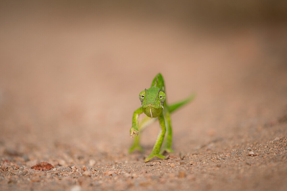 Front view of a chameleon walking, Chamaeleonidae._x000B_