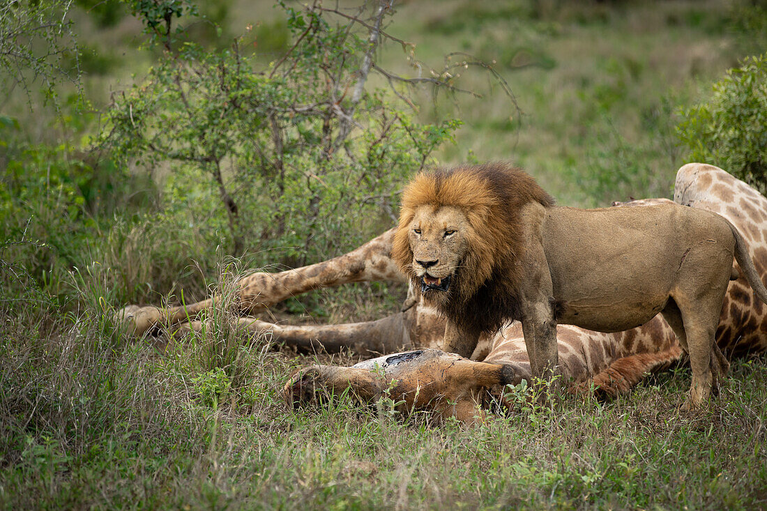 Männlicher Löwe, Panthera leo, beim Fressen eines Giraffenkadavers.